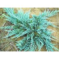 Juniperus Hor. Blue Chip K2,5l 20-30cm