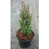 Juniperus Comm. Compressa K2,5l 15-20