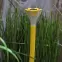 Napelemes lámpa GLE23642  LED,  D:  6cm, H: 35cm,,6