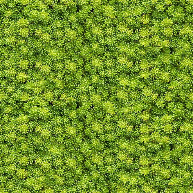 Üveg panel 60/60 Evergreen-2 Esg