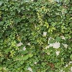 Üveg panel 60/60 Cement Ivy-1 Esg