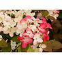 Hydrangea paniculata diamant rouge pbr 60-80 C5
