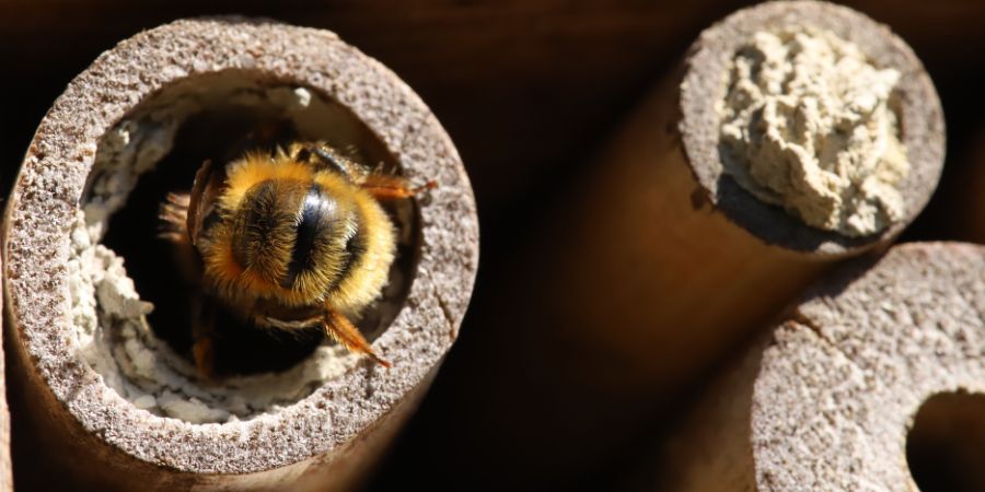 Hogyan építsünk rovarházat? - rovarok gondozása és megfigyelése