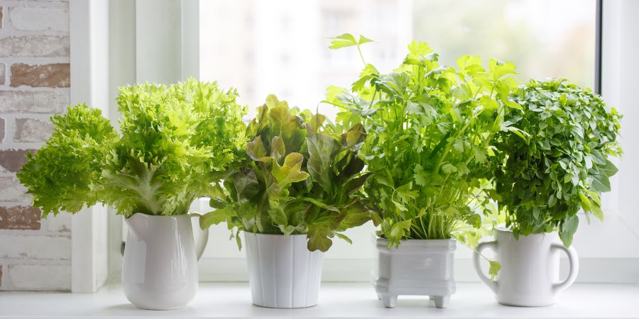 Ablakpárkányos kert - milyen cserepes növényeket válasszunk?