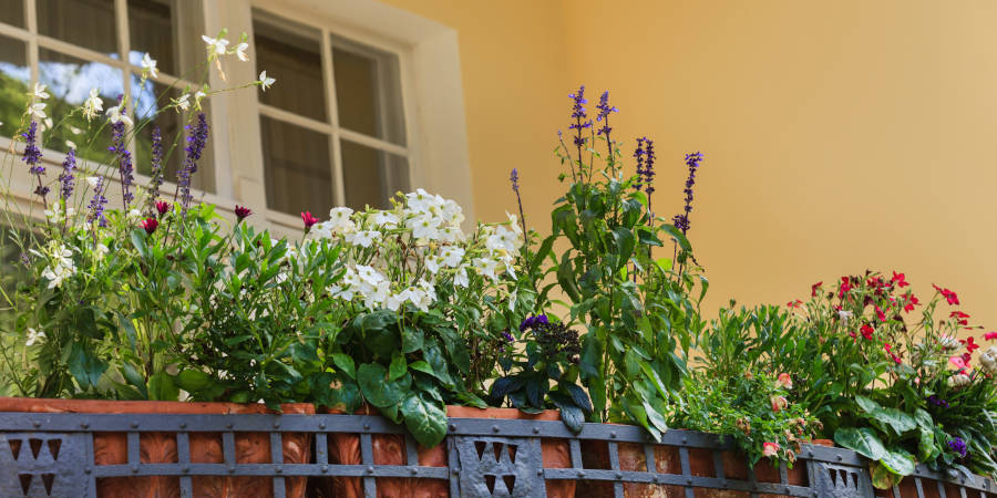 Egész évben használható növények erkélyre és teraszra - tegye az erkélyt egész évben gyönyörűvé!