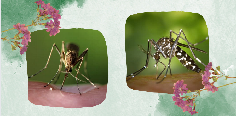 Szúnyogok, hogyan védekezhetsz ellenük hatékonyan