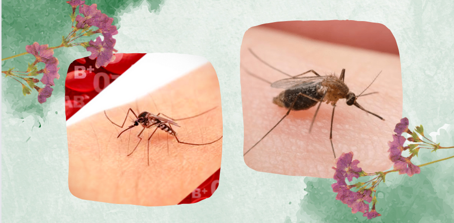Mi taszítja a szúnyogokat?