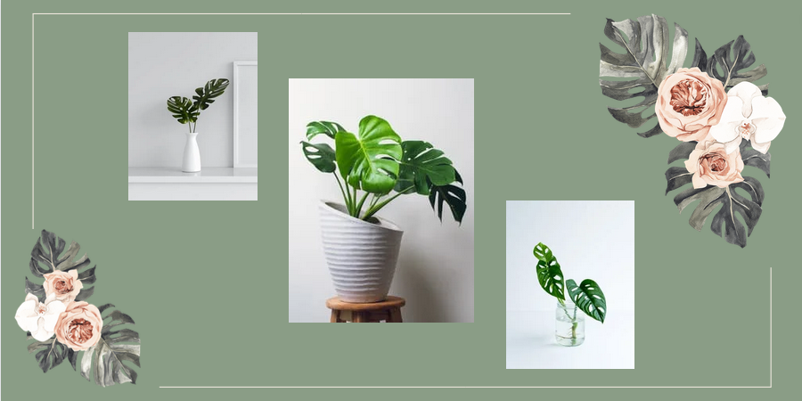 Monstera - Merkury Market