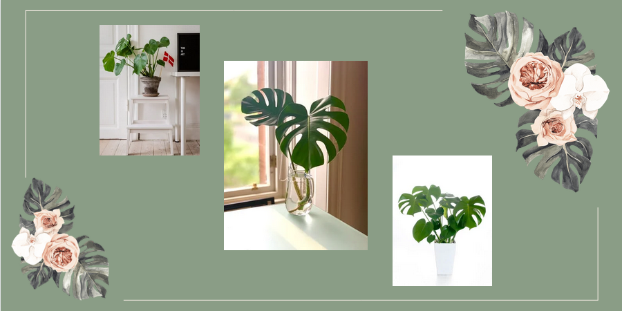 Monstera deliciosa - Merkury Market