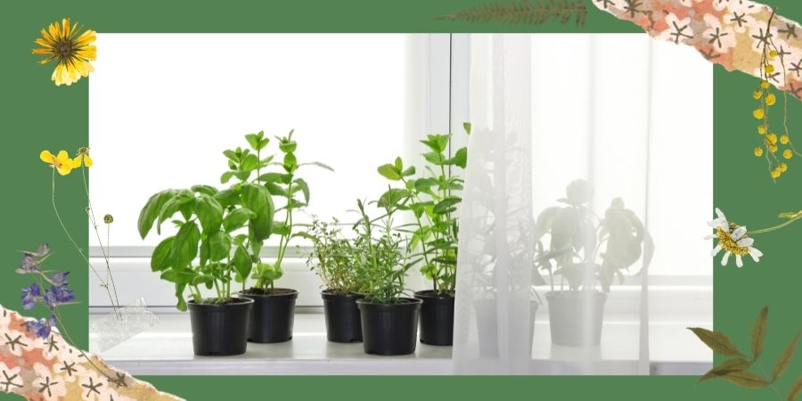 Talaj a gyógynövények termesztéséhez és trágyázáshoz