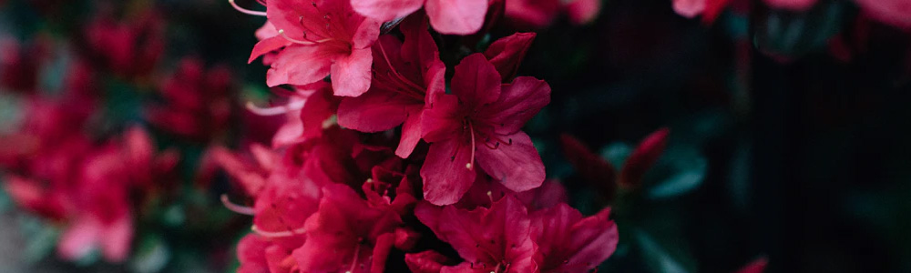 Rhododendronok a kertbe - Merkury Market