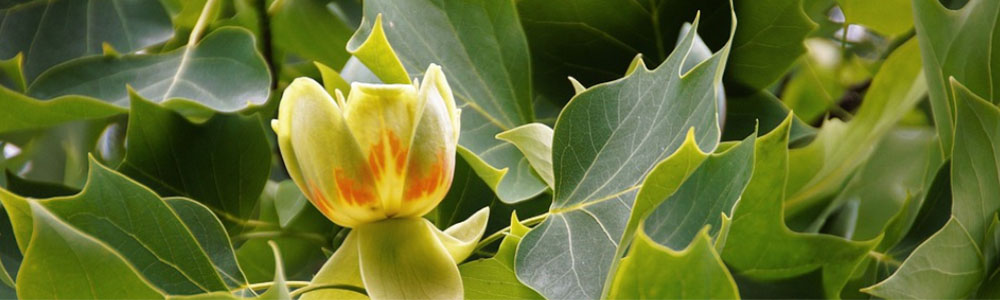 Tulipánfa - Merkury Market